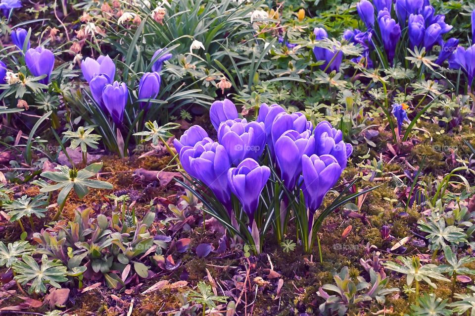 crocus