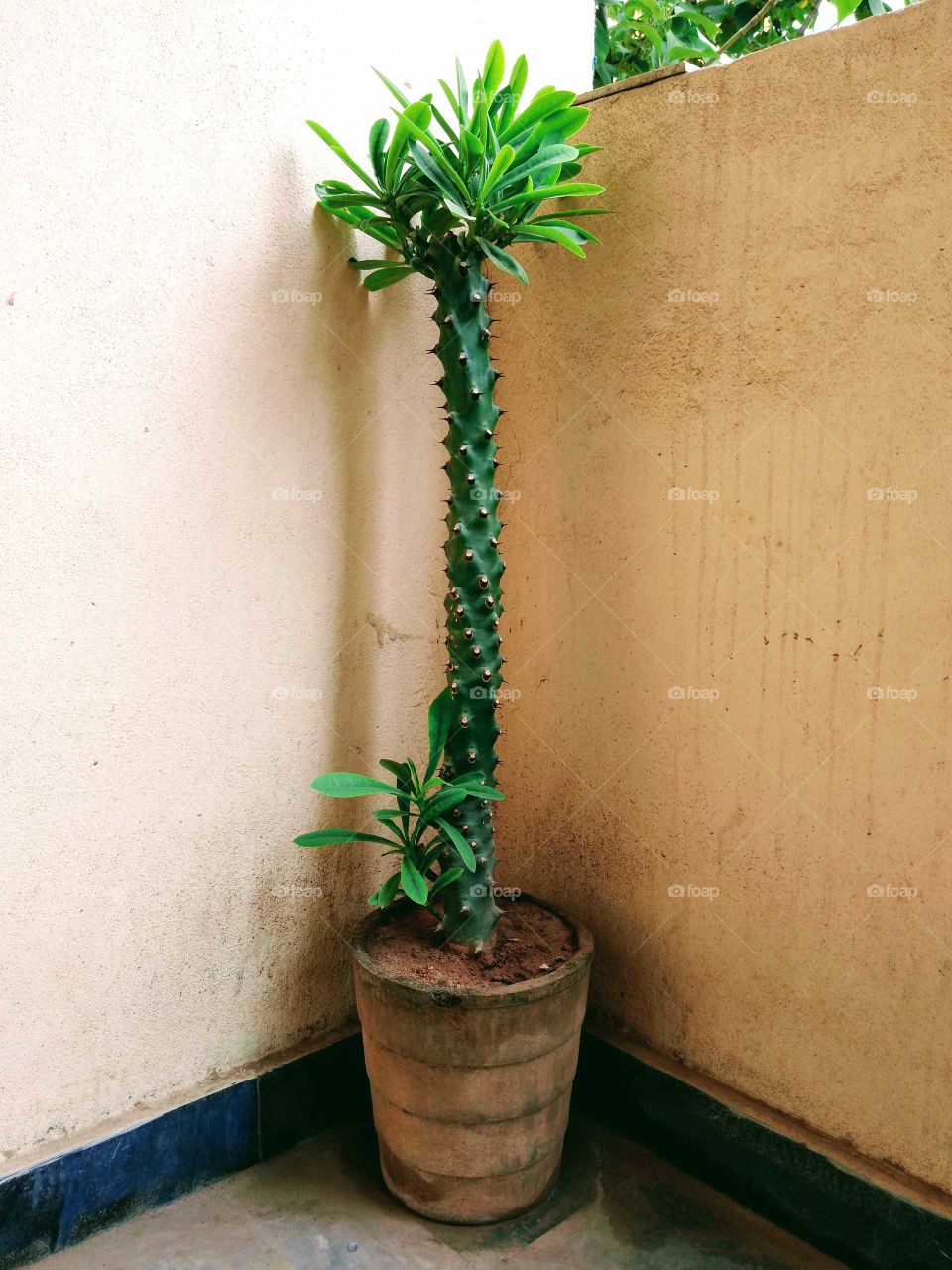 cactus in the pot