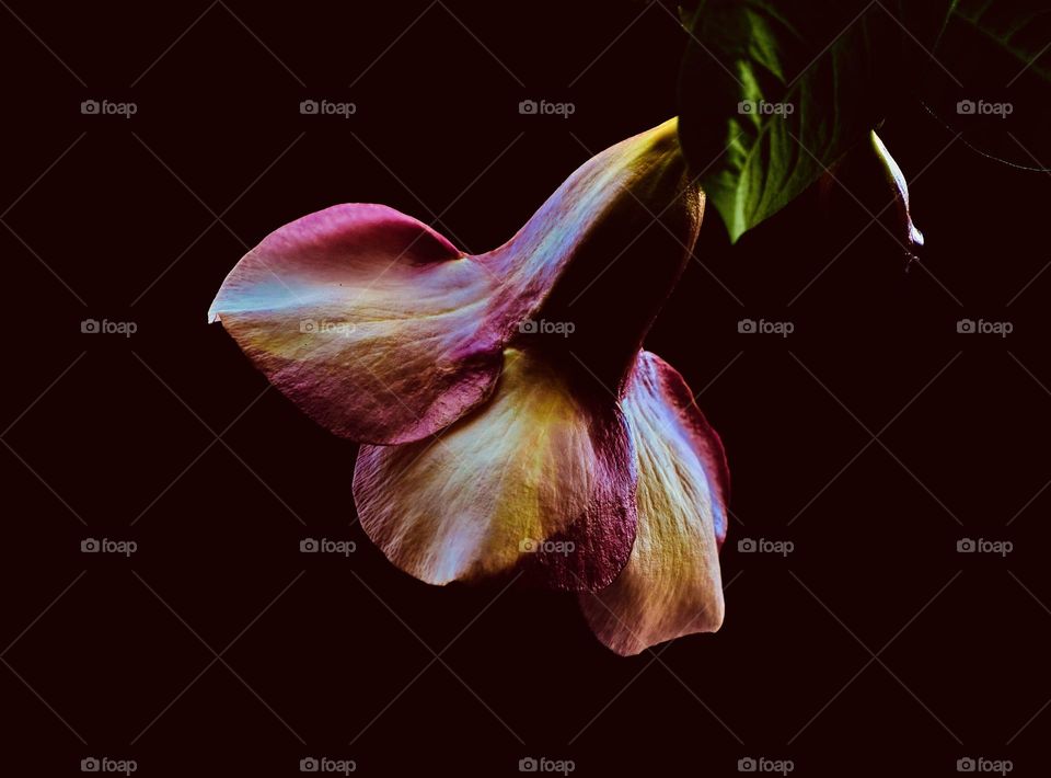 Allamanda flower petal 