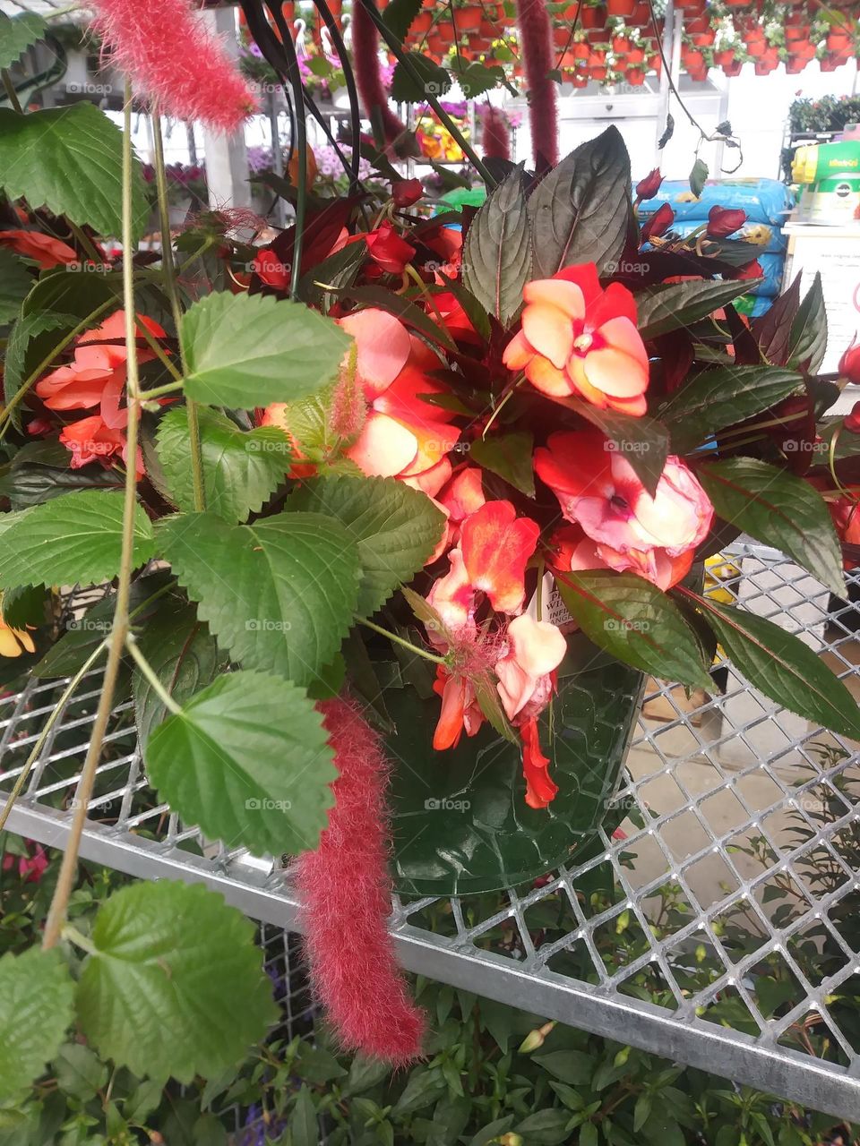 Petunias on a metal shelf