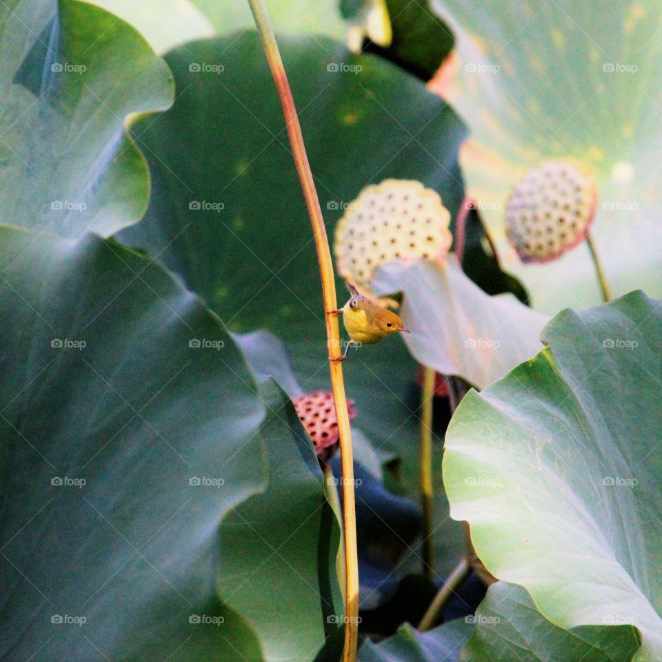 yellow bird. bird watching. Southland Park in Sacramento California