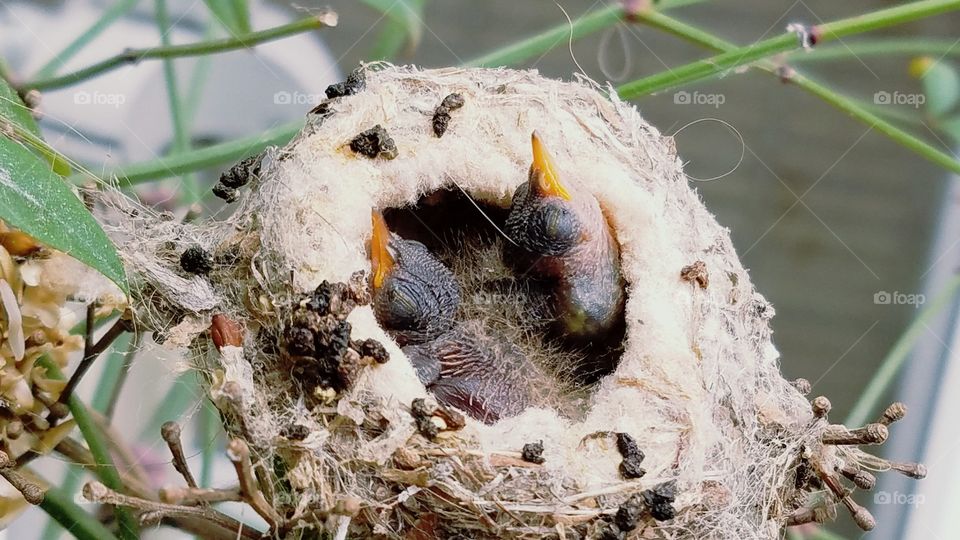 Baby hummingbirds in the nest