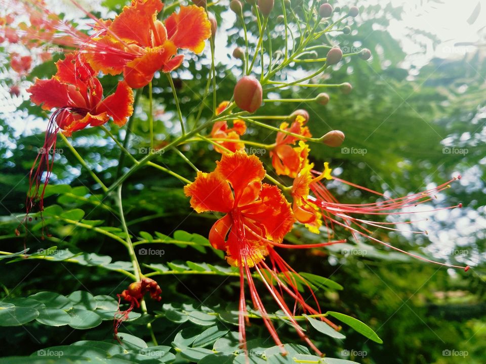 red tropical flowers