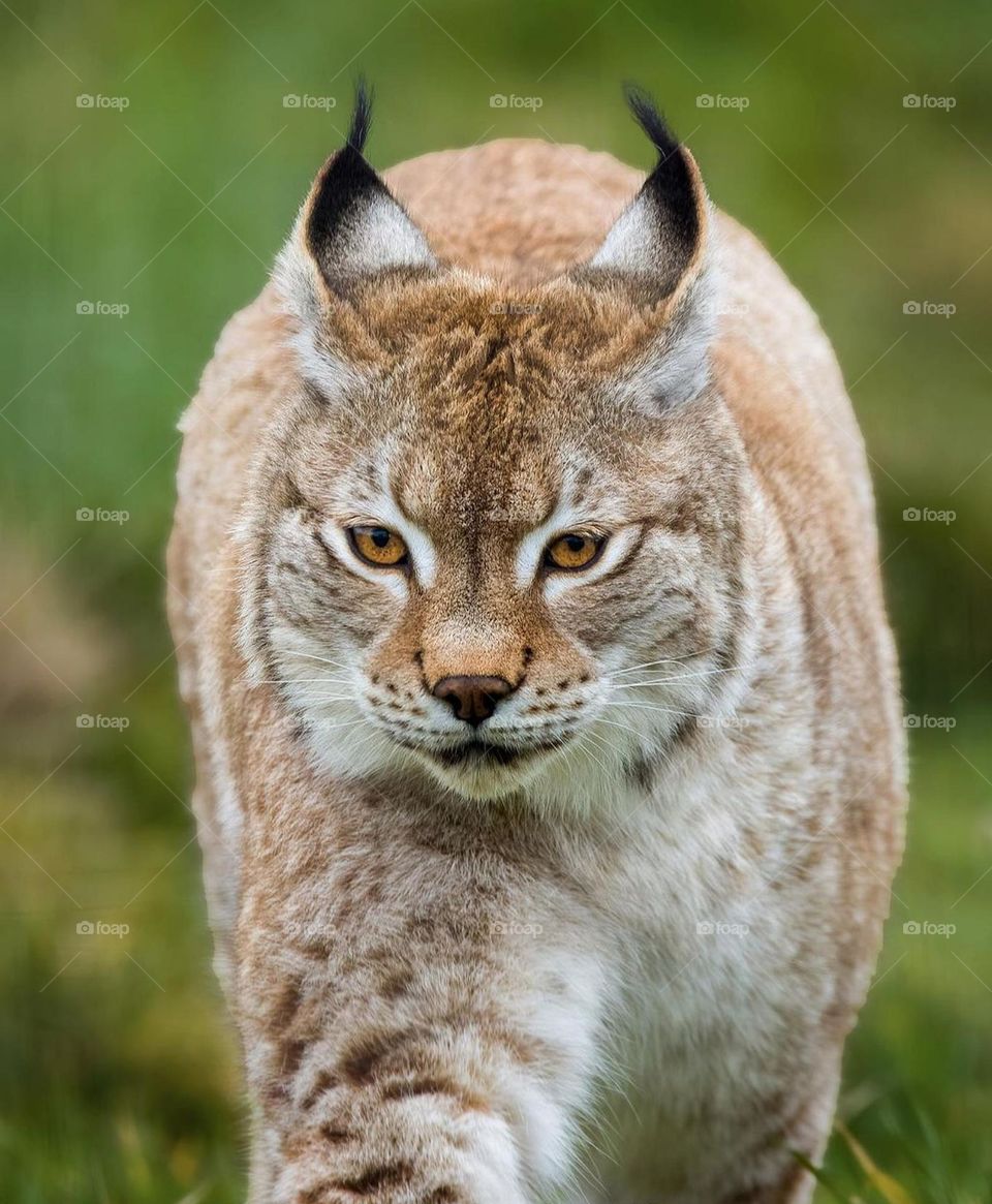 Lynx