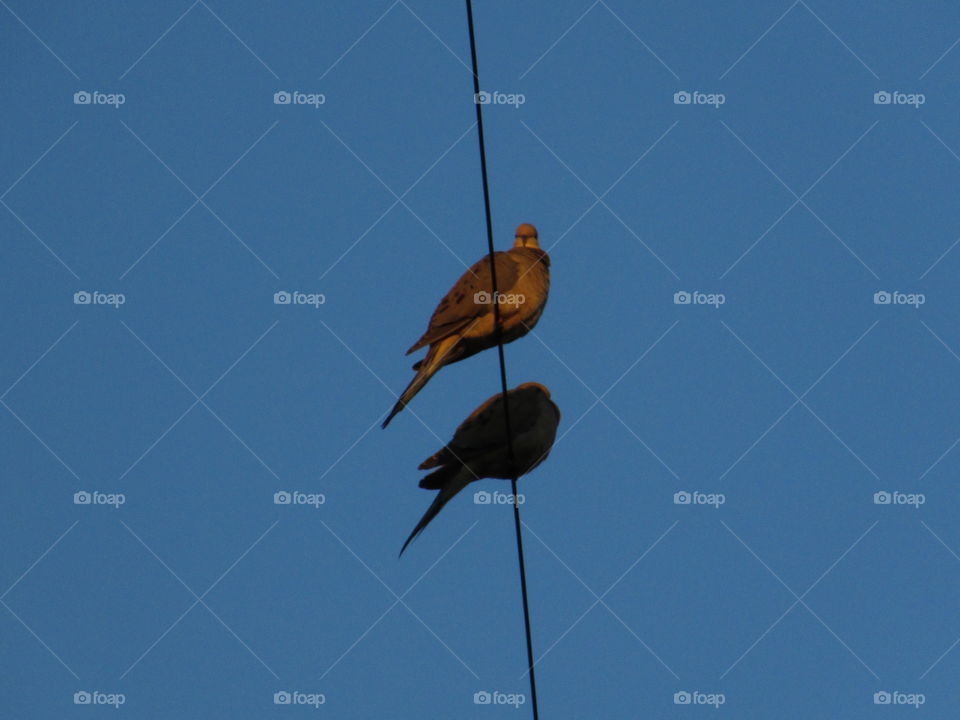 a mated pair of turtle doves