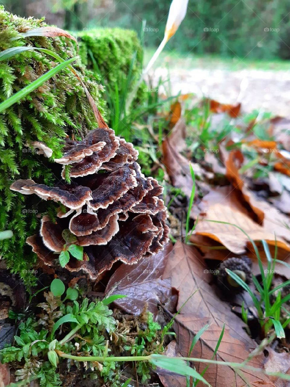 Trametes versicolor or turkey tail mushroom has a very beautiful appearance with a special color combination similar to turkey tail. People have been using this mushroom since ancient times due to its high antioxidant and medicinal properties