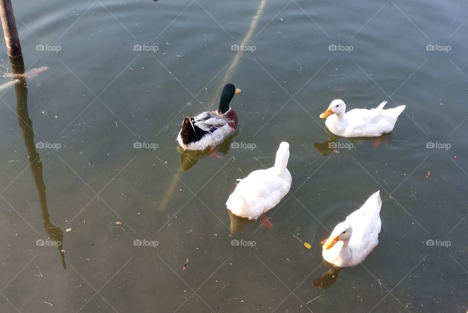 Mallard and ducks swimming on water