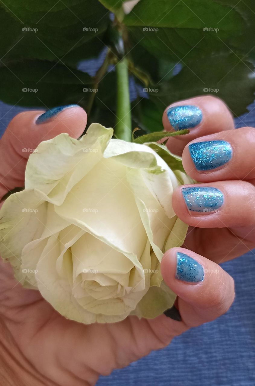 white flower and female hand