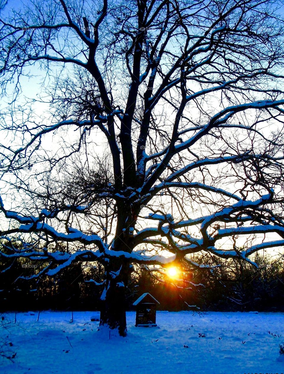 Winter, Tree, Snow, Cold, Branch