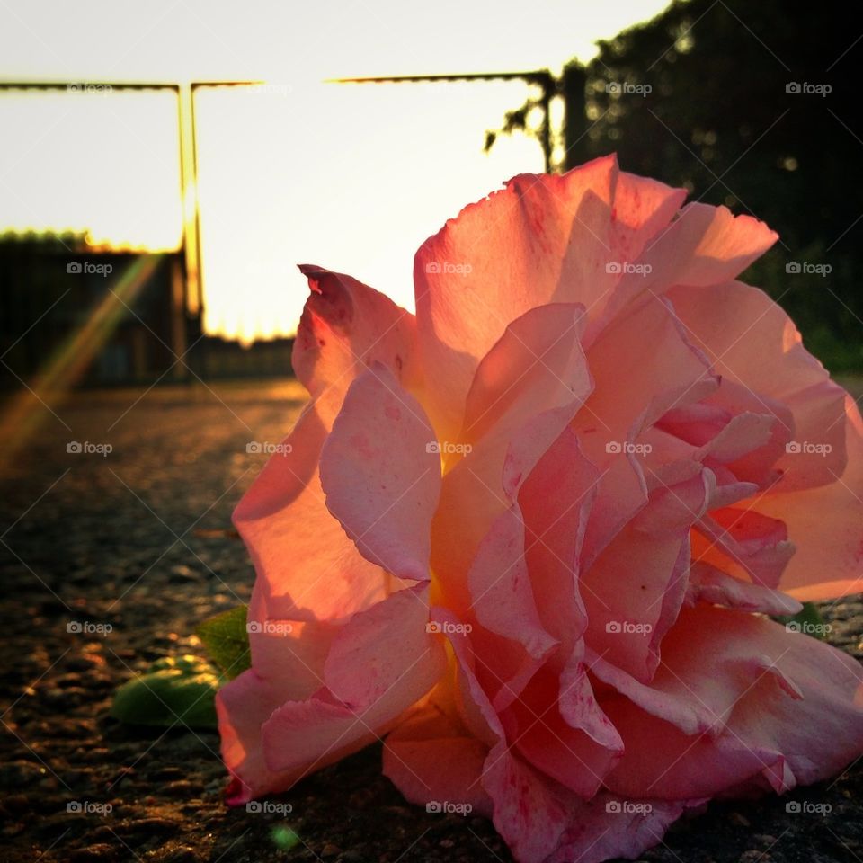 sunset rose pavement by mrgrambo