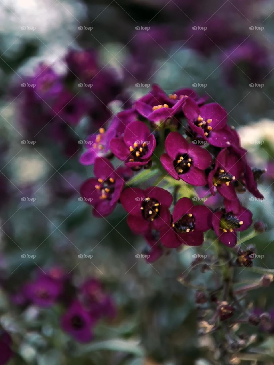 Macro photo of a flower growing in the garden