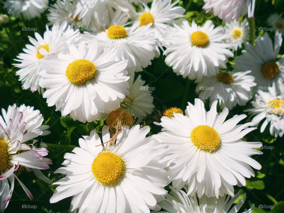 Chamomile flowers