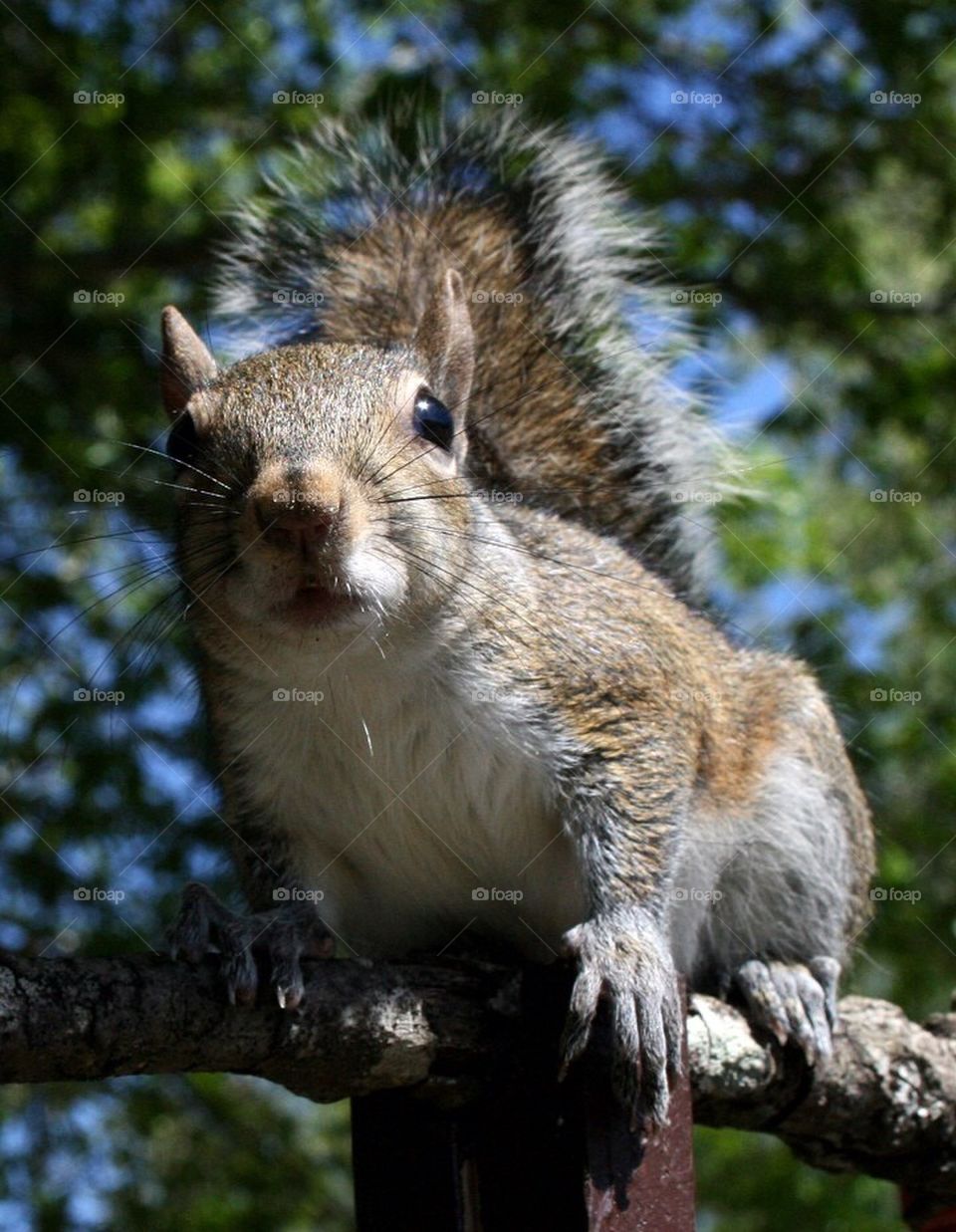 Squirrel