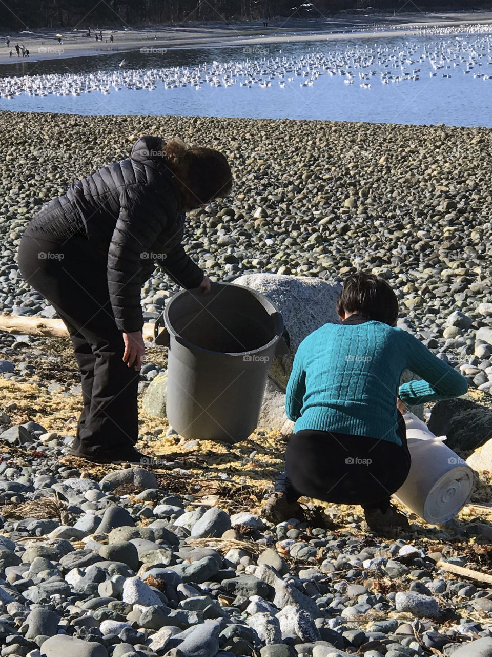 In the Herring Industry, nothing goes to waste. The birds are more interested in the fresh roe but these 2 women know there are still plenty of nutrients for their gardens & are gathering the dried roe to feed the earth that will grow their food.