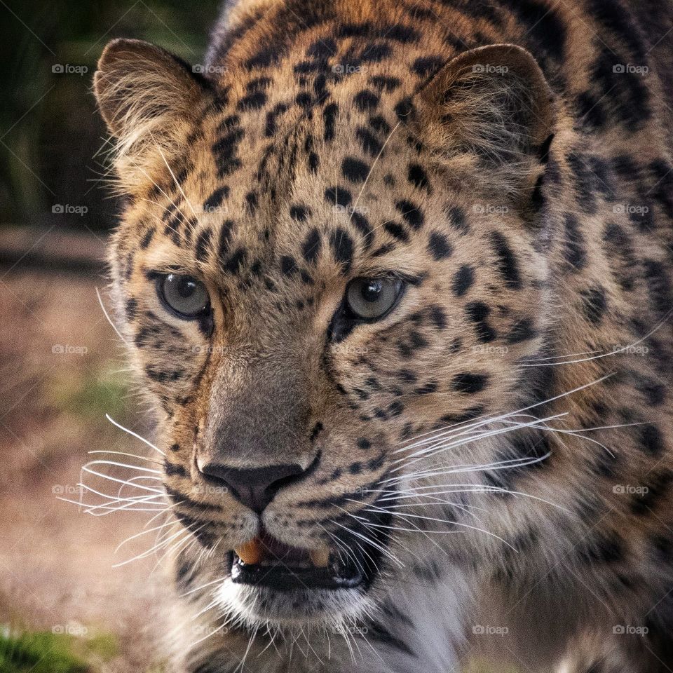 An endangered Amur leopard at the San Diego zoo
