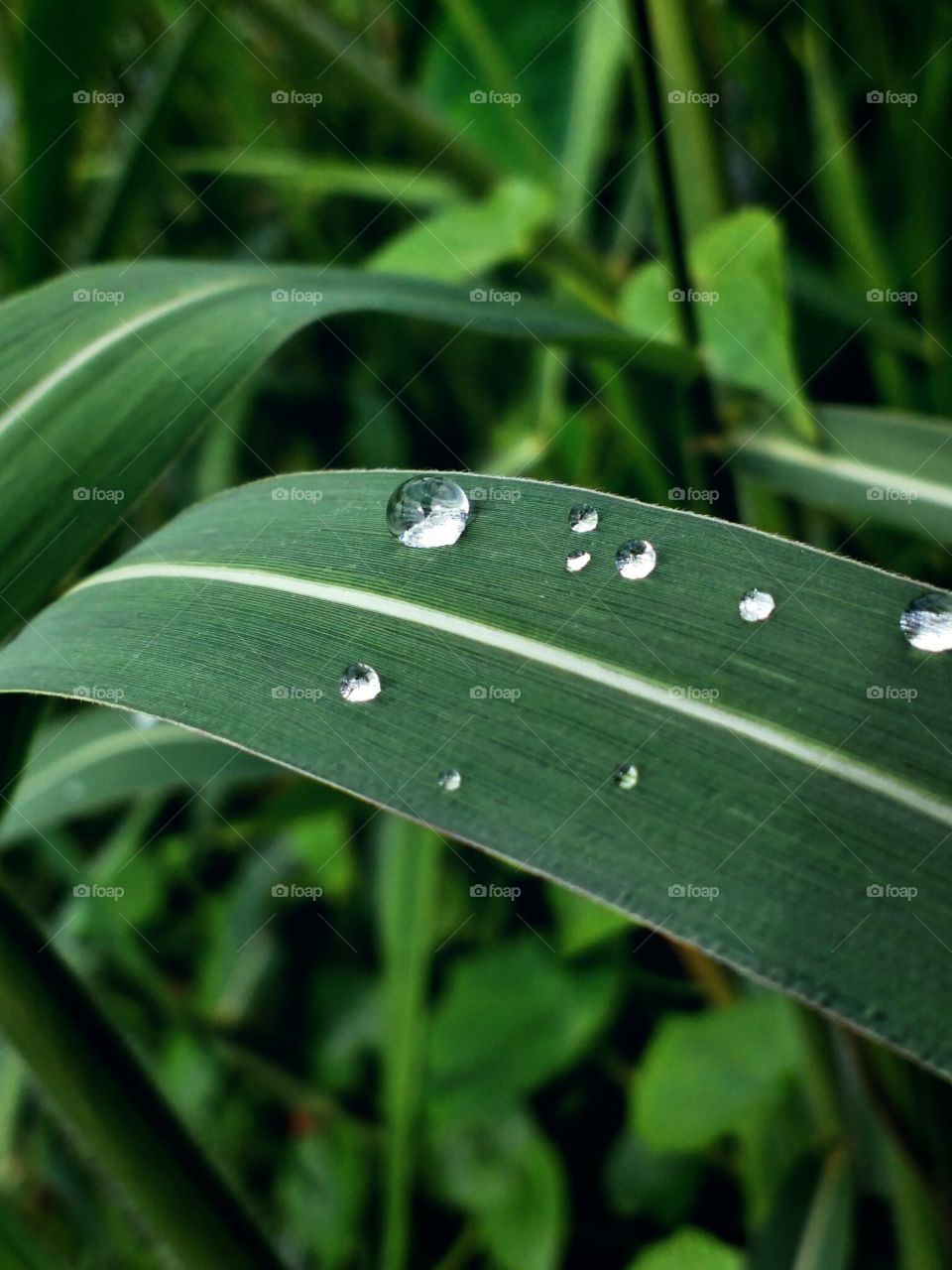 water drops