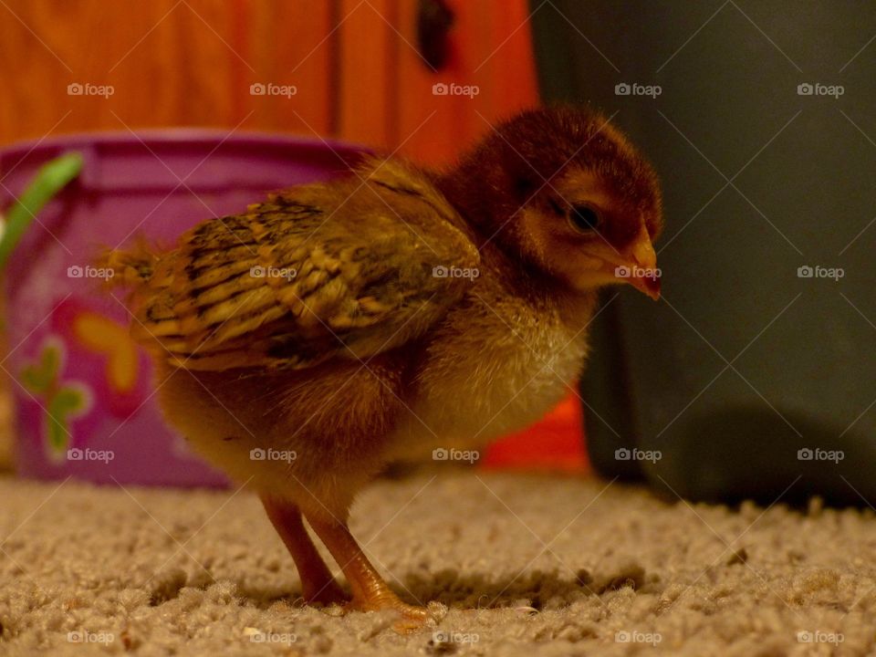 Rhode Island Red chick