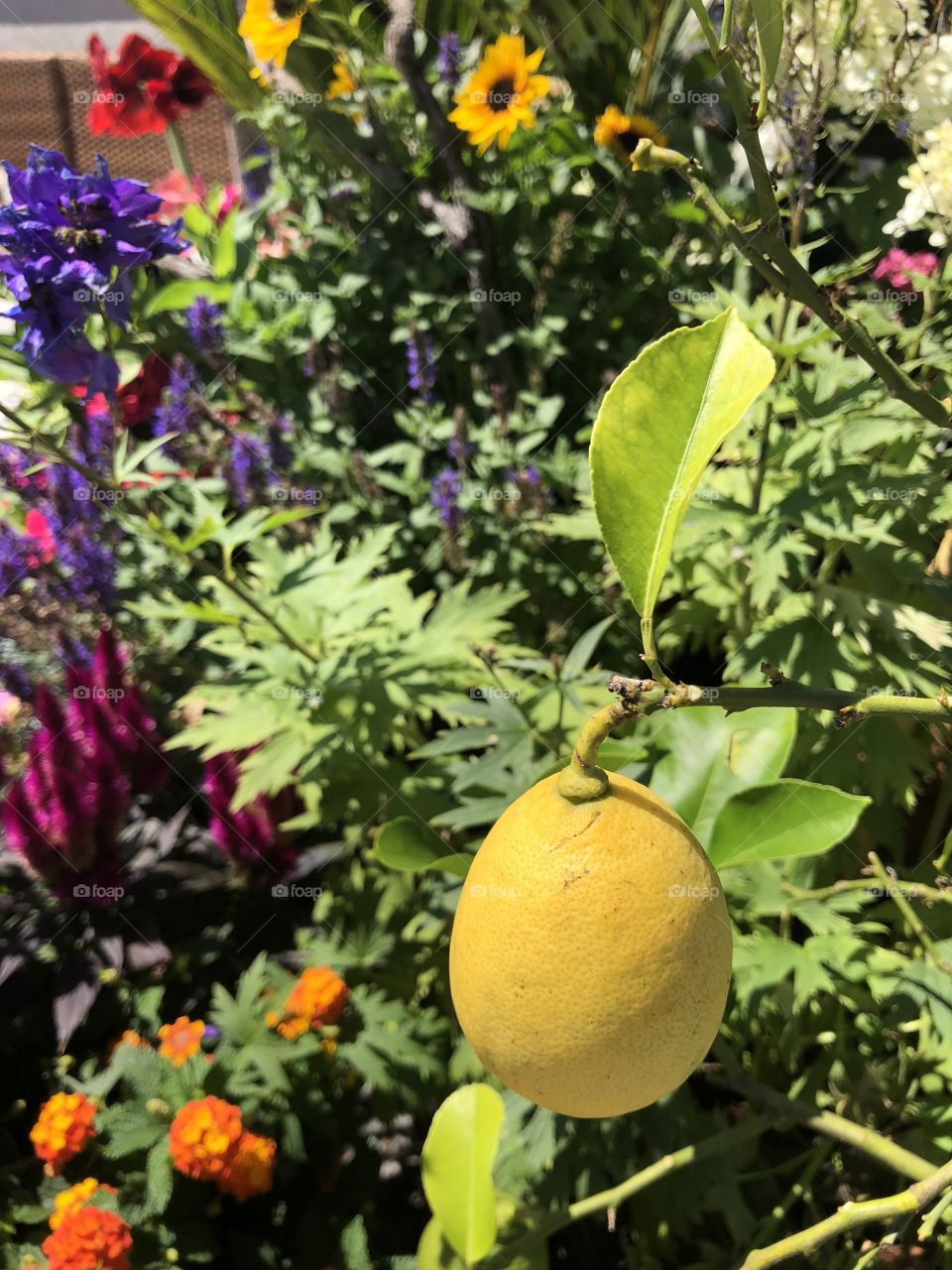 lemon in flowers