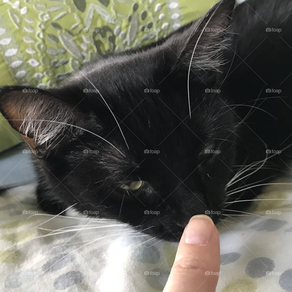 Black kitty smelling a persons finger