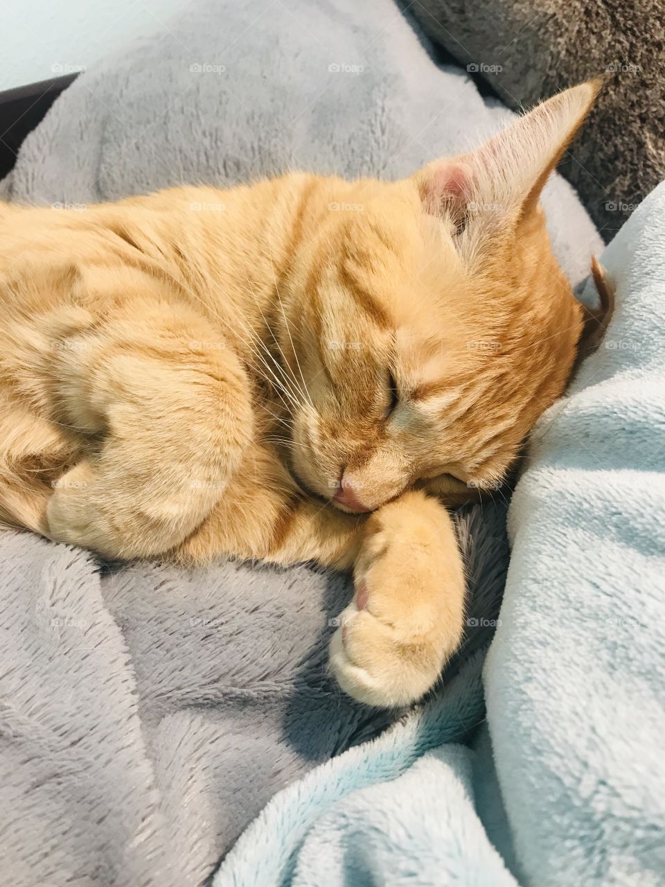 Darling orange tabby kitty cat all cuddled up in cozy blankets on bed! 