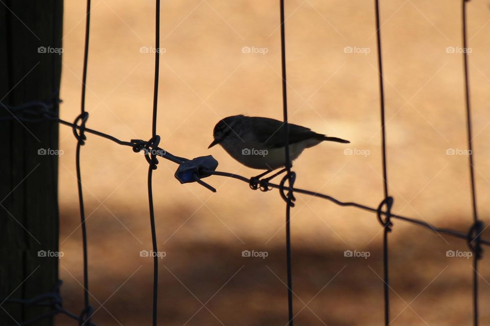 The silhouette of a small wren, perching on the thin wires of a small backyard, wren paradise.