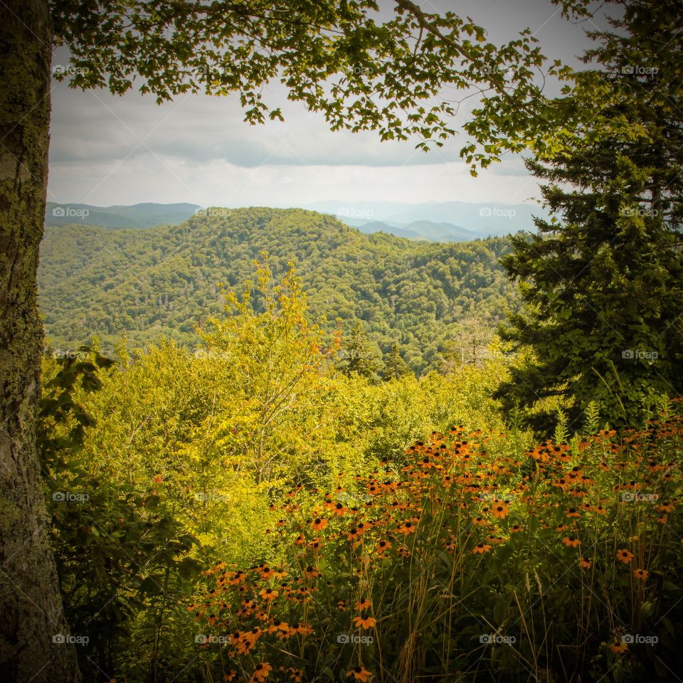 Smoky Mountains Overlook. With summer Wildflowers in full bloom...view from the Newfound Gap Road