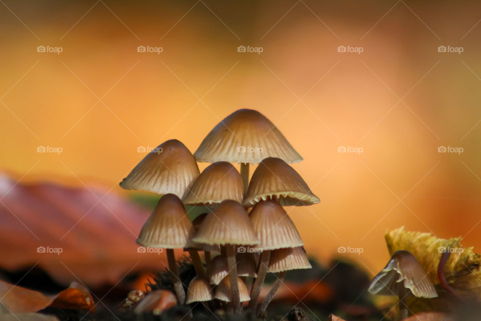 Forest mushrooms