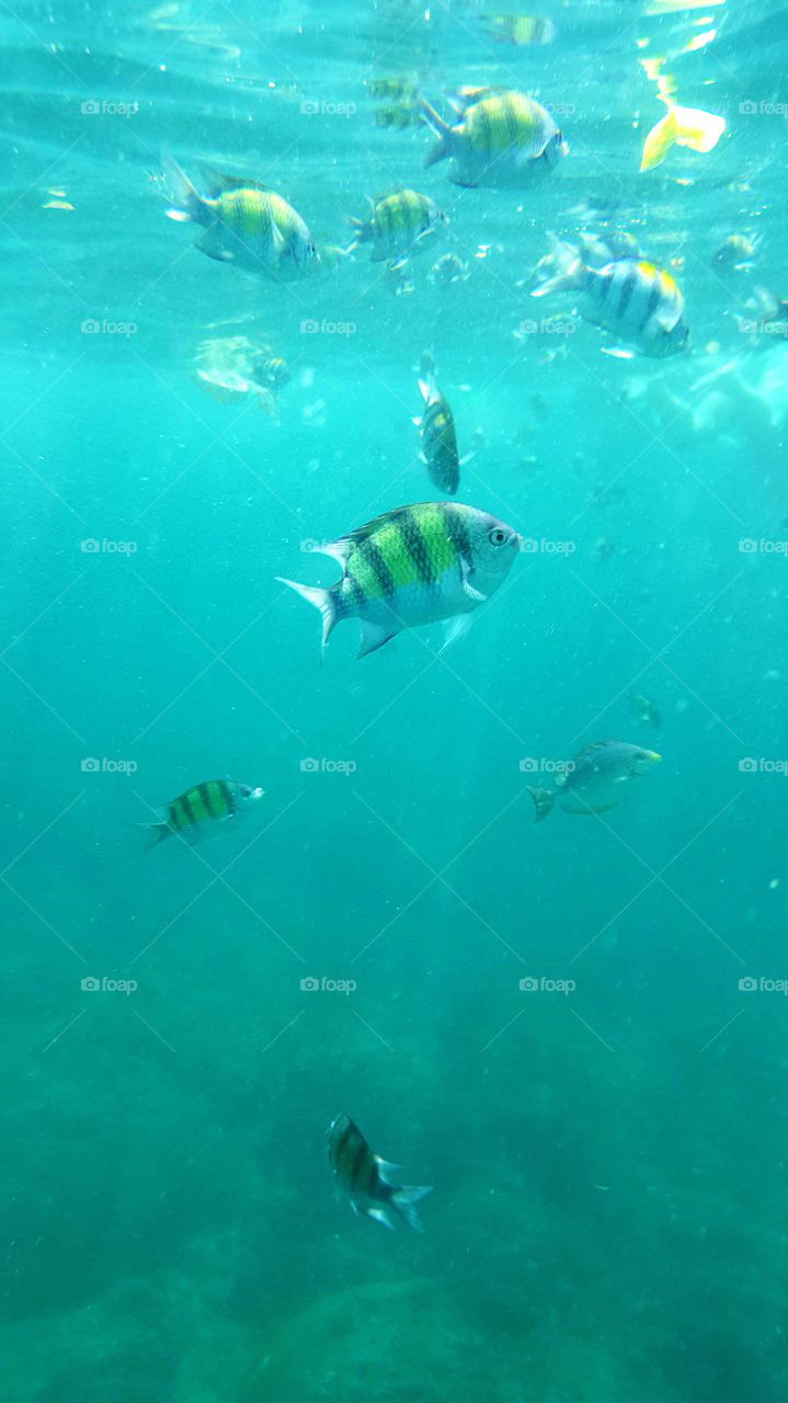 underwater fishes