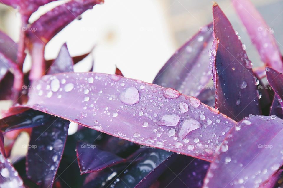 Raindrops on purple leaves 