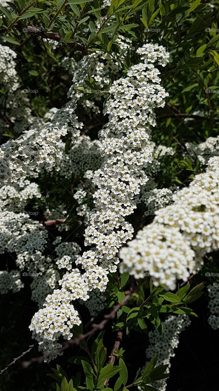 small white flowers branches