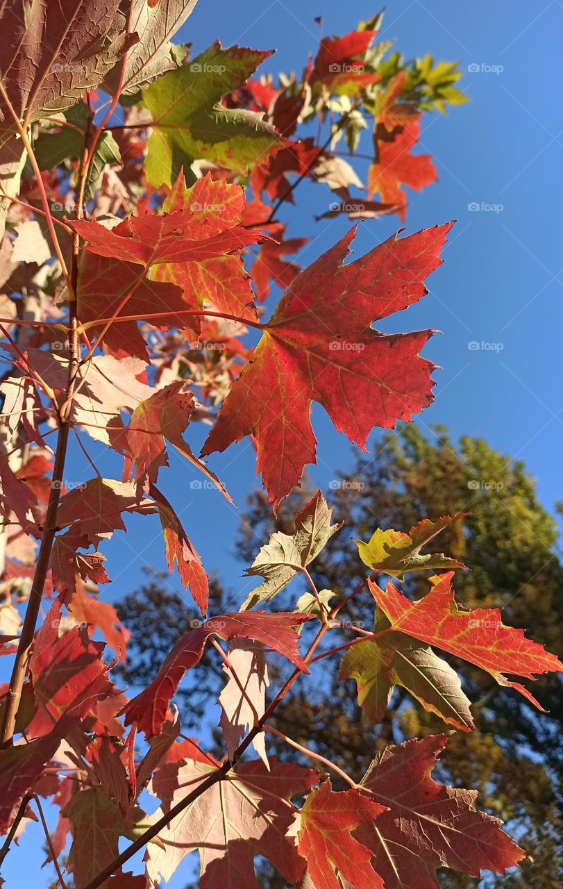Fall Wins! (Bonus Exclusive Mission)