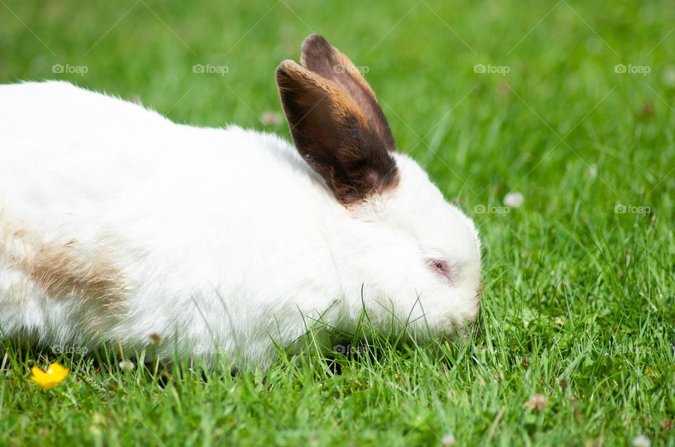 white rabbit with black ears nibbles green grass in the park, year of the rabbit 2023, easter bunny