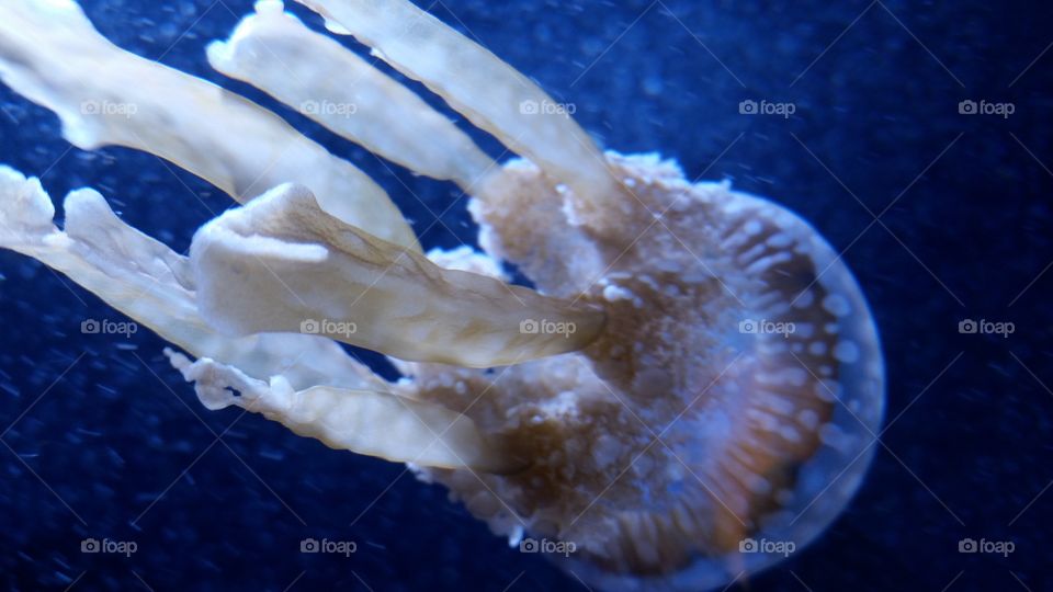 Jellyfish