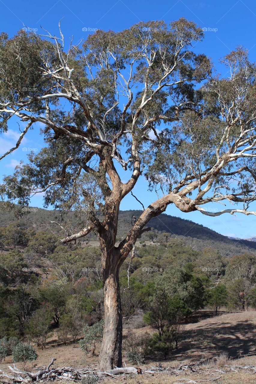 Typical Australian Landscape