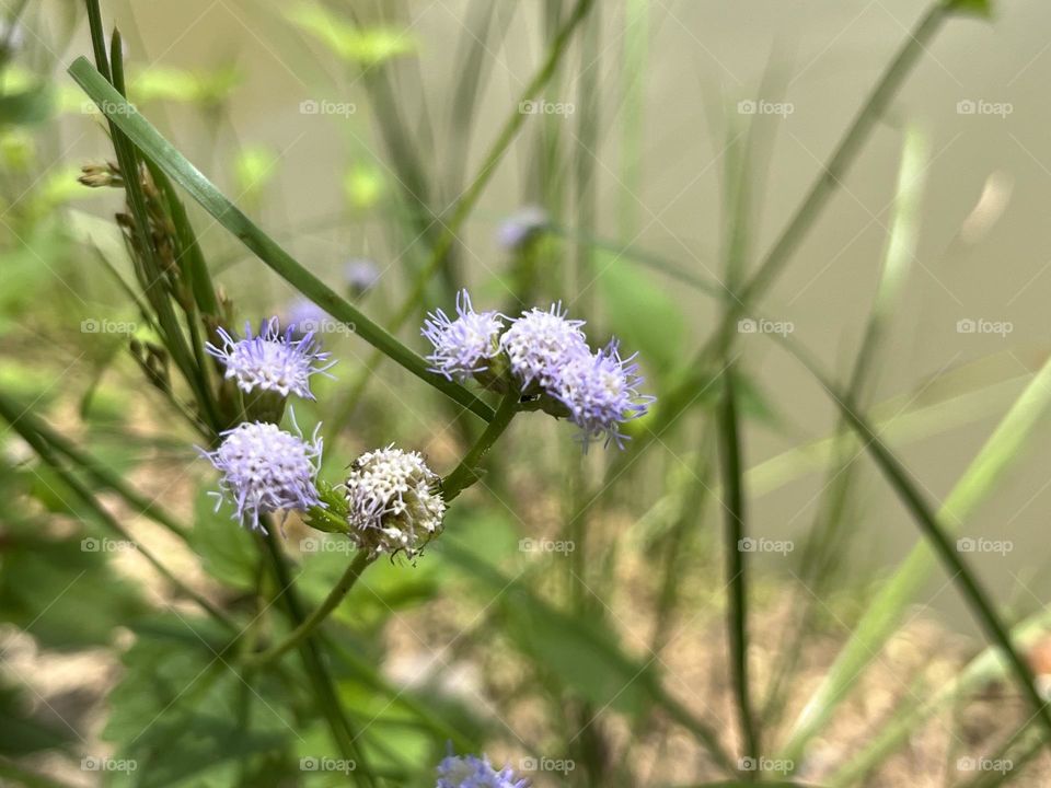 Editors ‘ choice : Photo of the week,My garden.