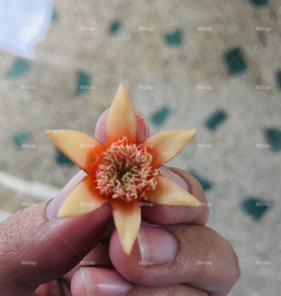 Pomegranate flower and it is a different shape.