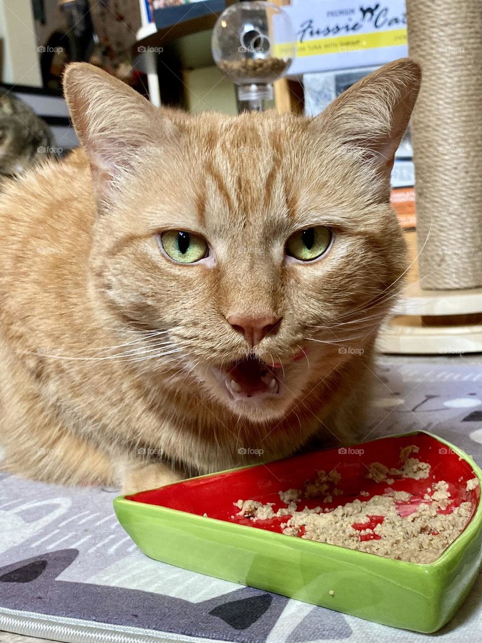 An orange tabby cat eating out of a watermelon food bowl 