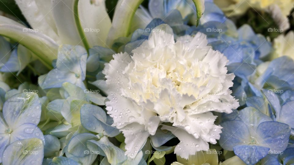 Carnation Hydrangea Lily