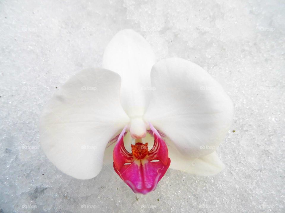 Orchid flower on snow