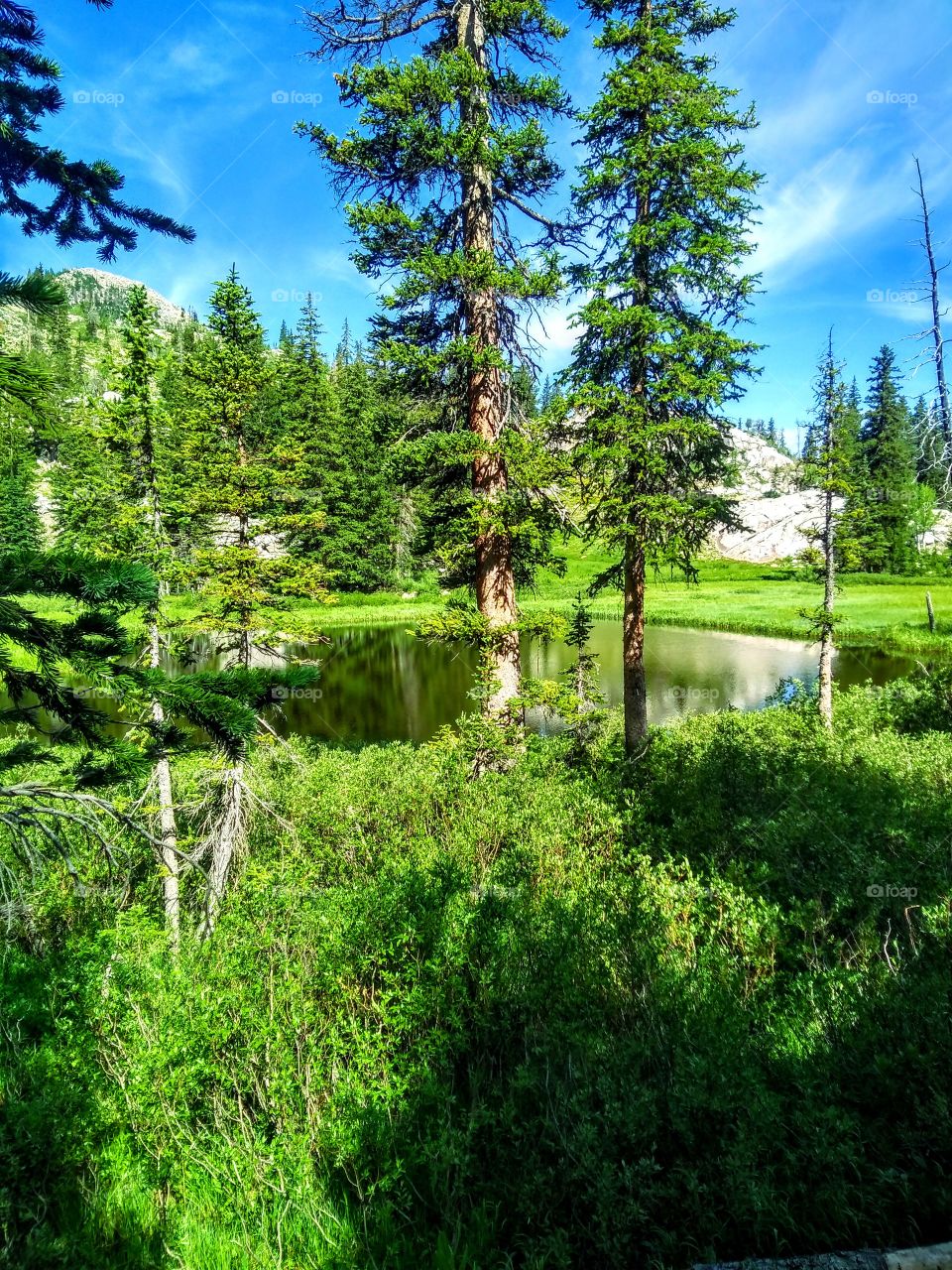 Small lake hidden in the trees in Big Cottonwood Canyon, Utah