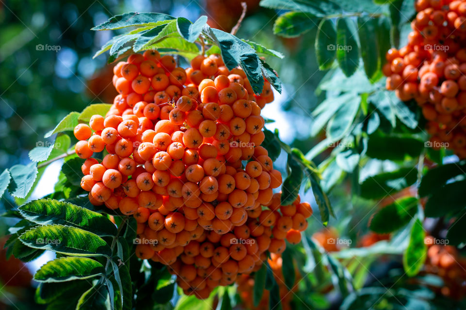 Rowanberry tree background 