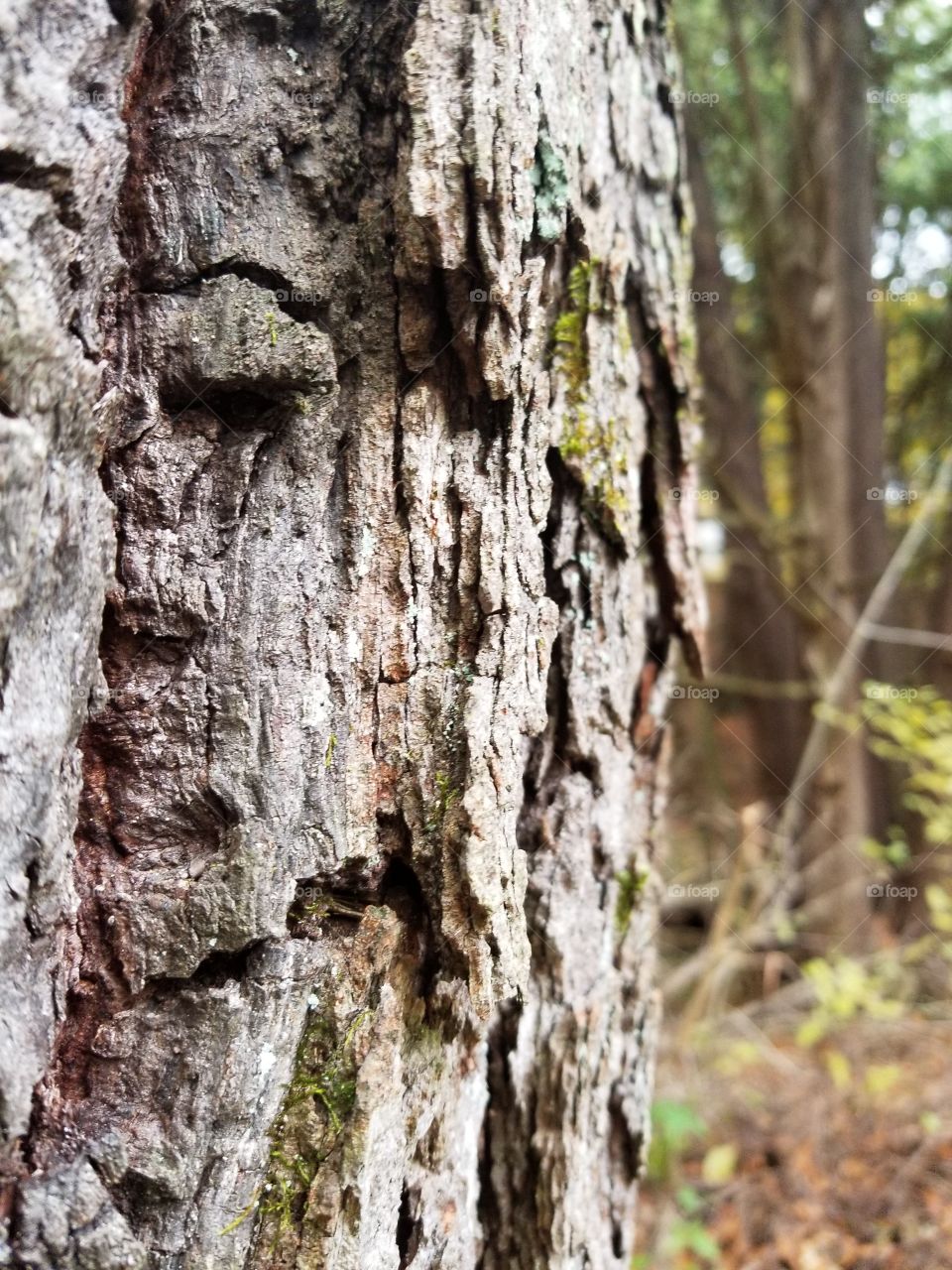 Face in the bark