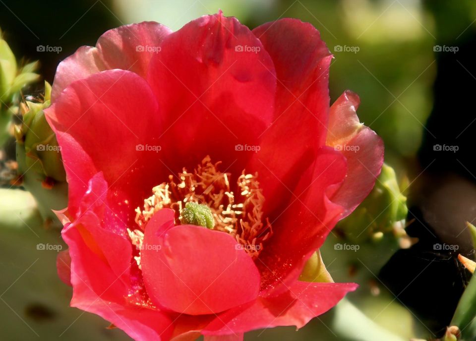 Cactus Flower in the Desert