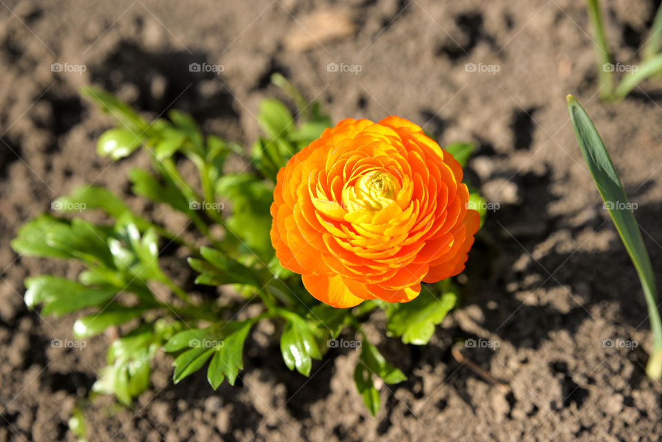 High angle view of orange flower