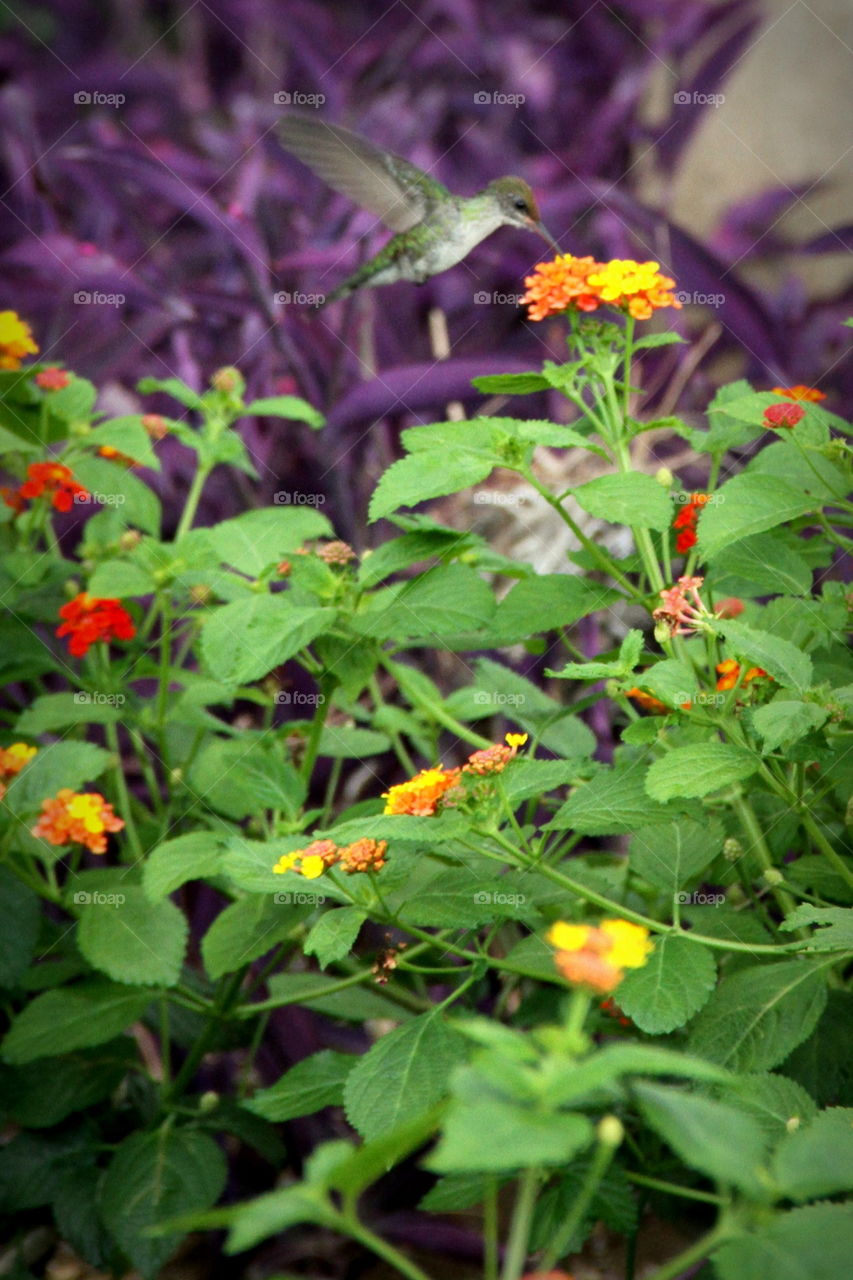 Flower, Nature, Flora, Leaf, Garden