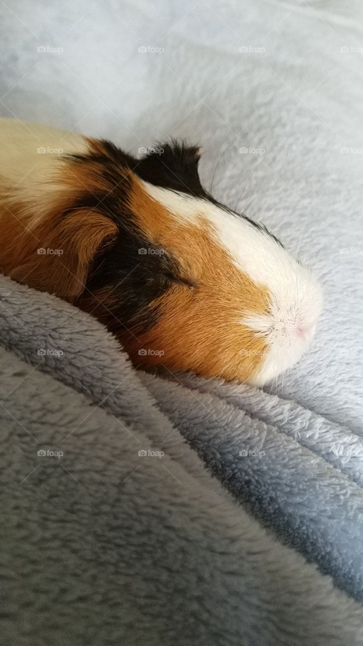 guinea pig napping