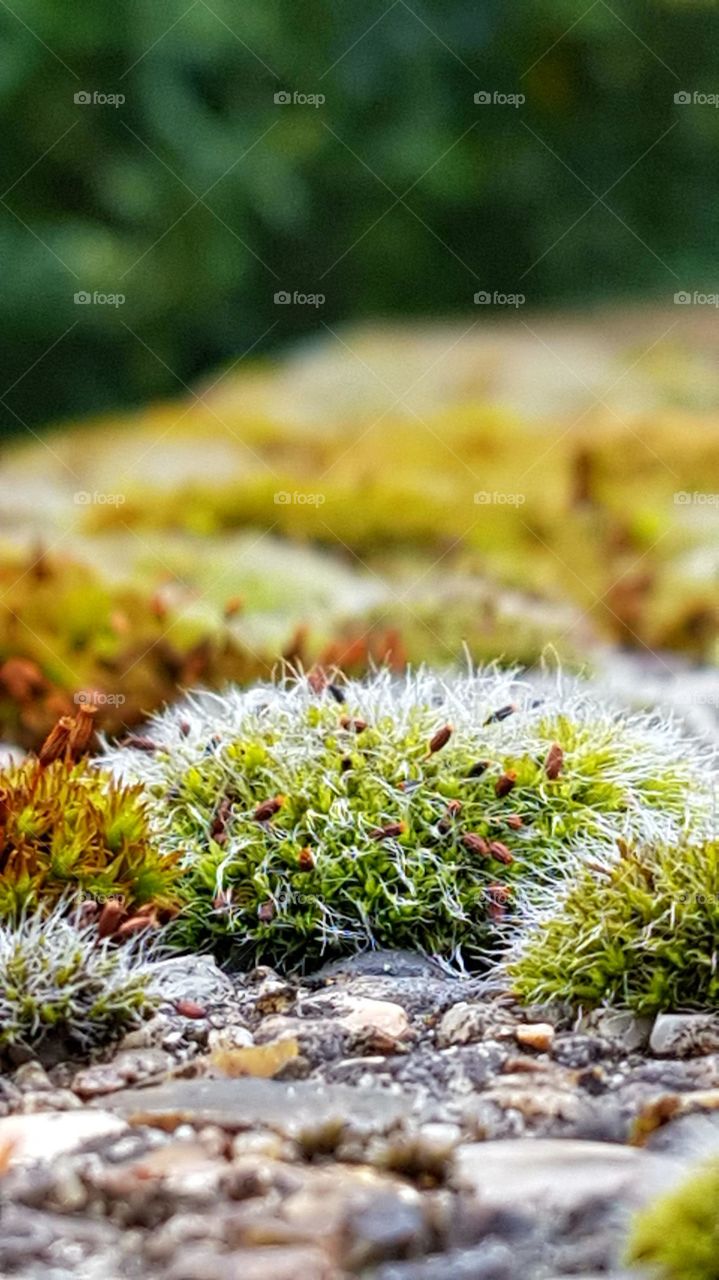 Colorful Moss