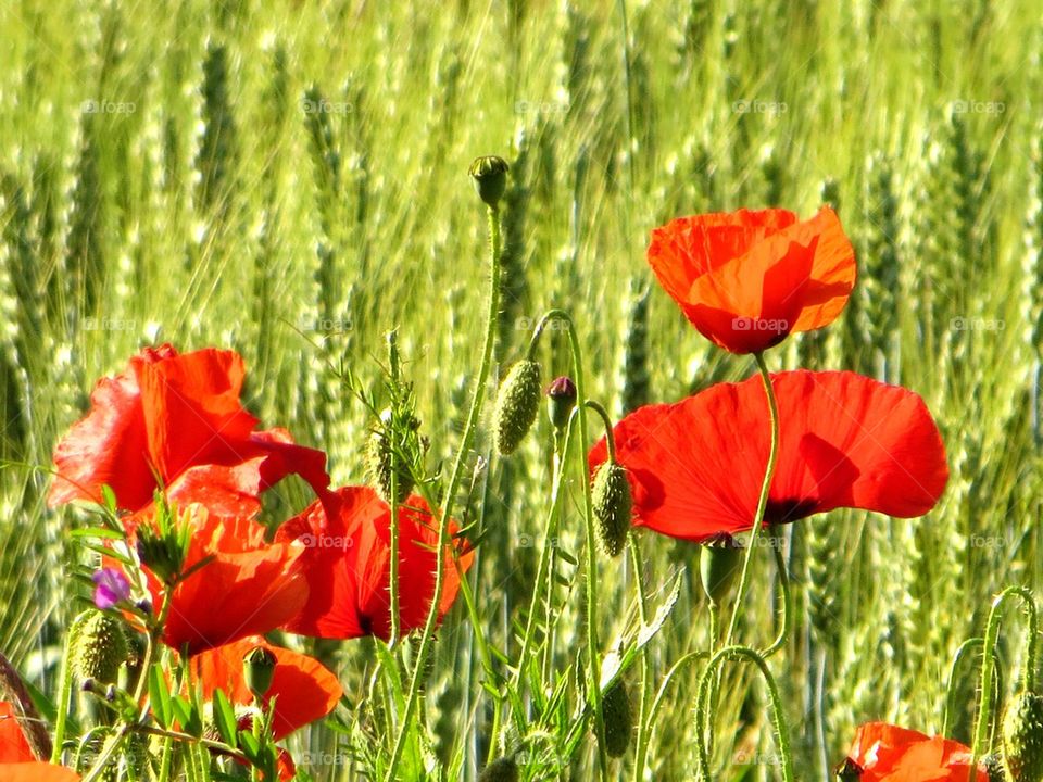 poppies