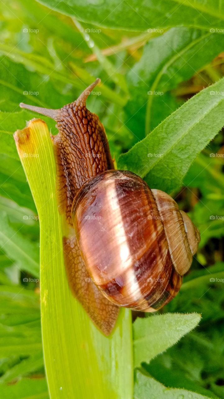 snail