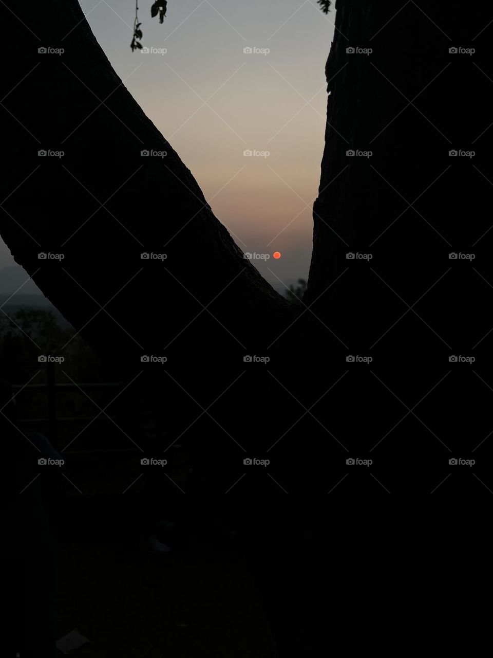 Sunset between the tree branches